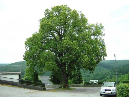 Bild 1 von Linde Nepomukstraße